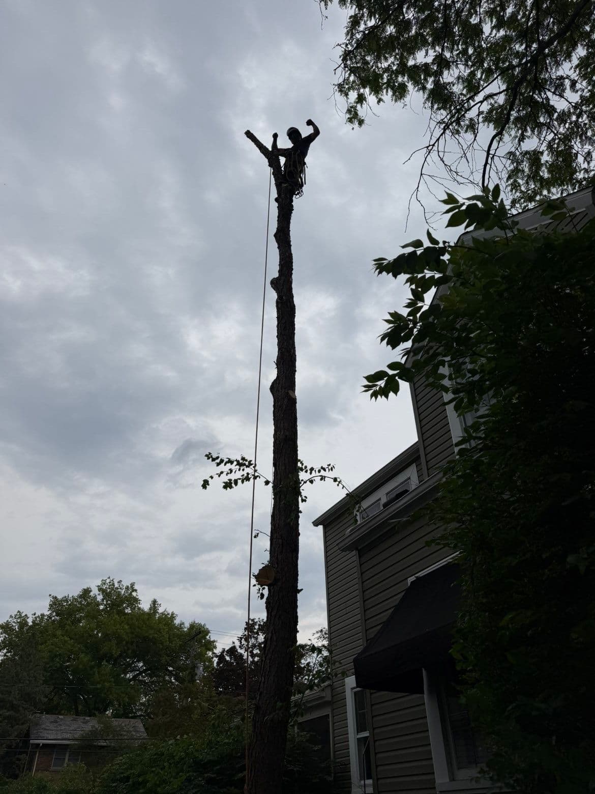 Birch Tree Removal Right Next to the House image