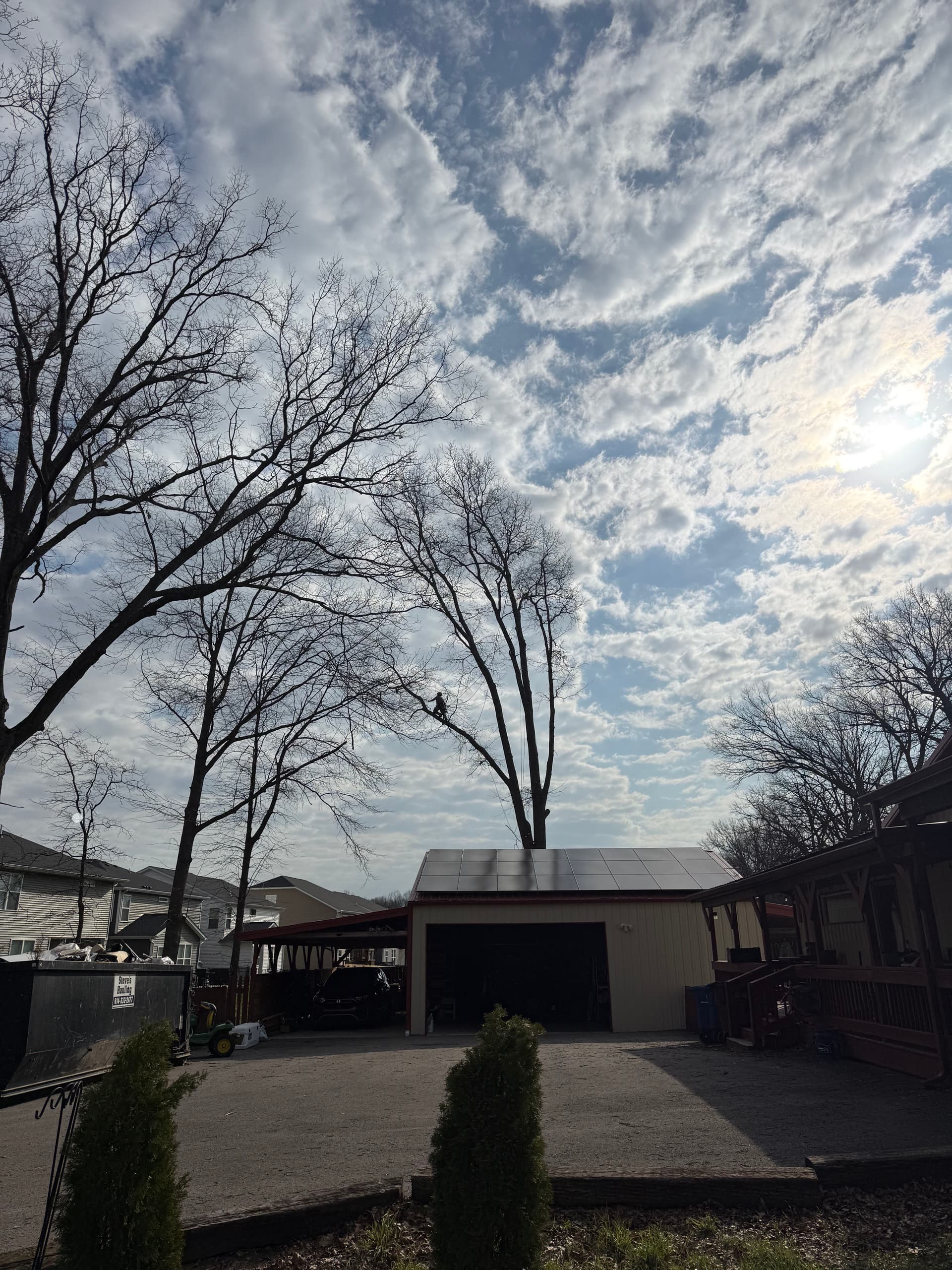 Our Climber Alex Scaled a 110ft Oak Tree image