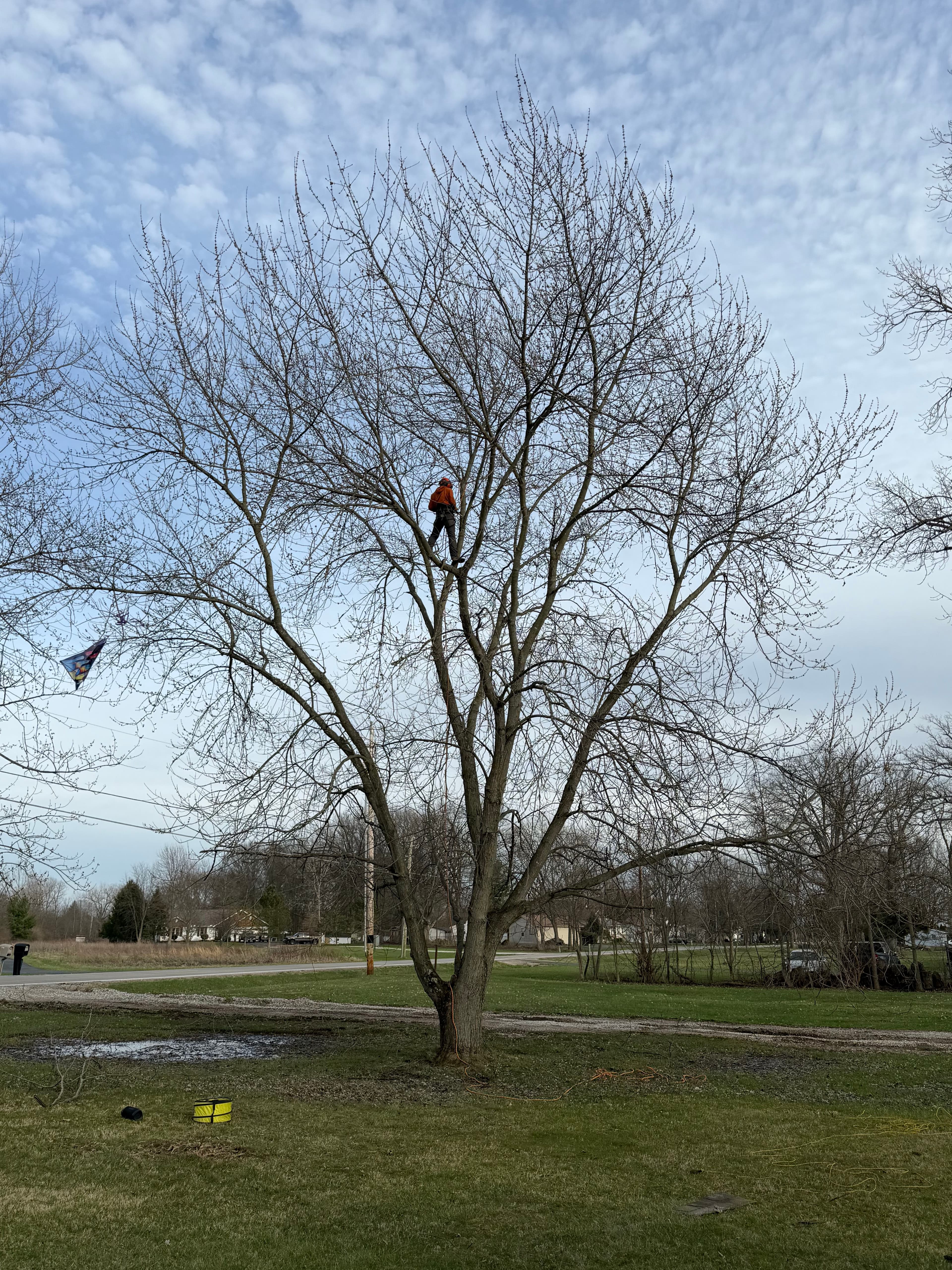 Project Ensuring Your Home's Safety with Professional Tree Maintenance image
