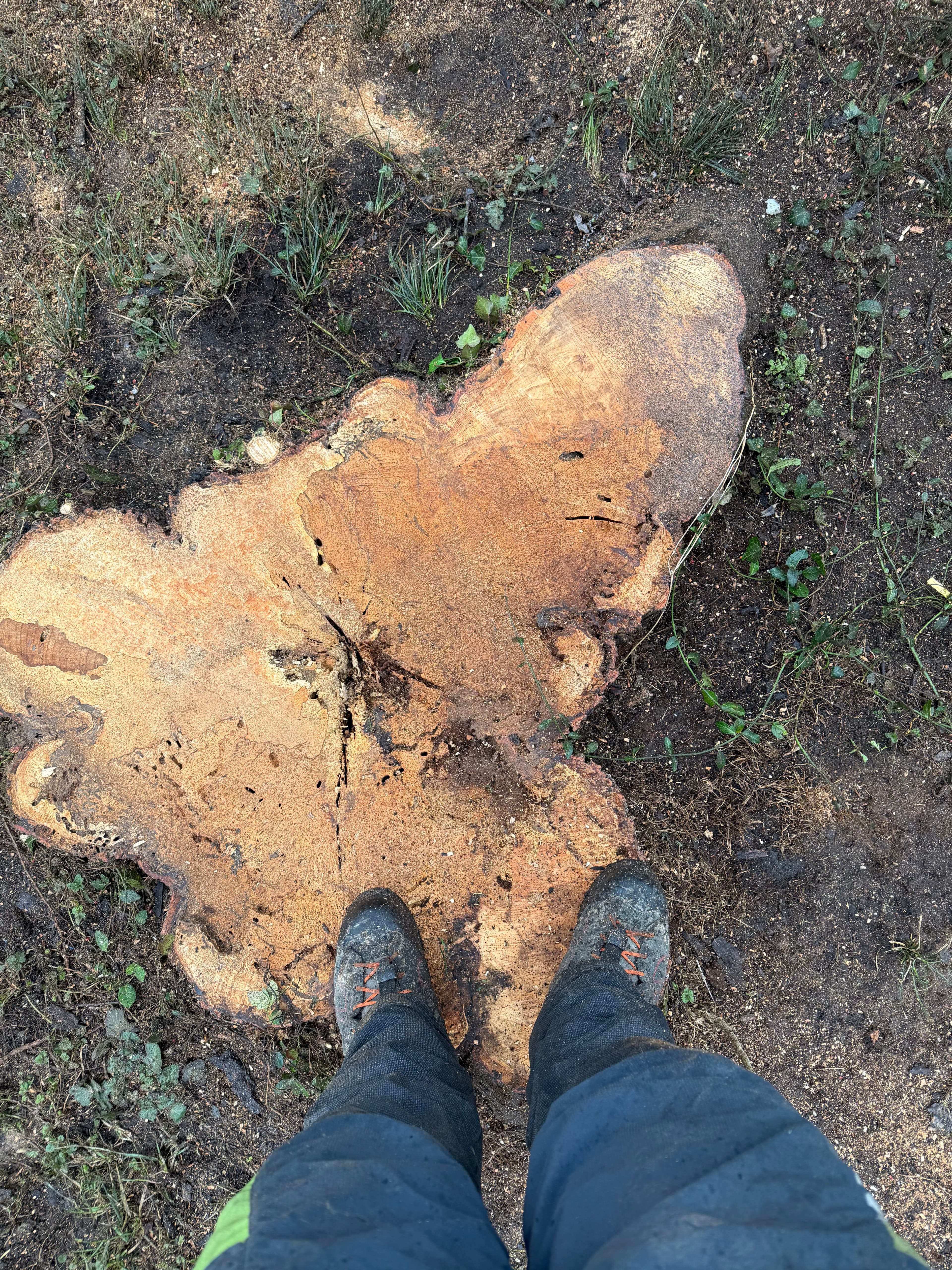 Project Crafting a Greener Future with Thoughtful Tree Removal image