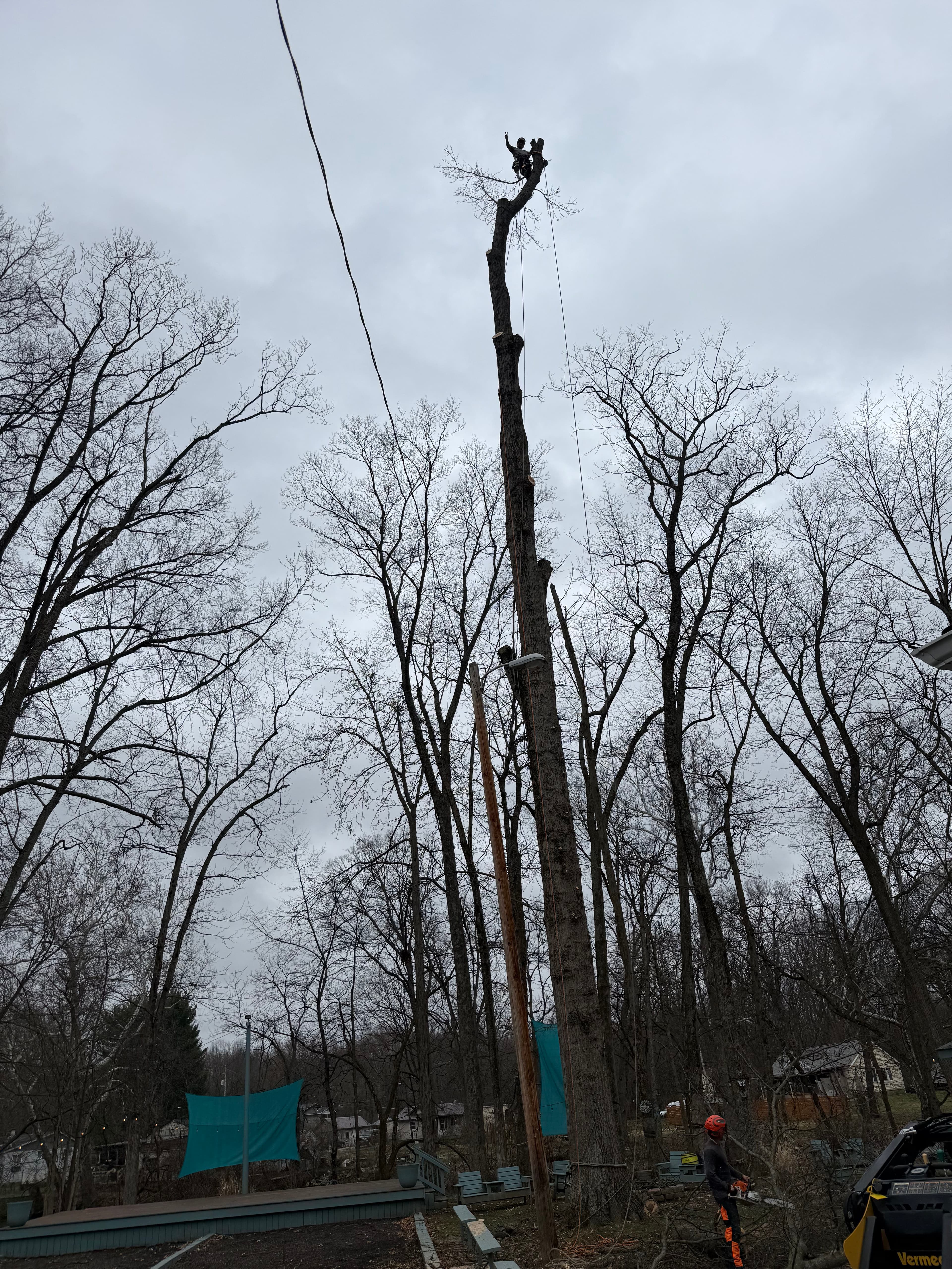 Project Tree Climbing Adventure with El Tree Service image