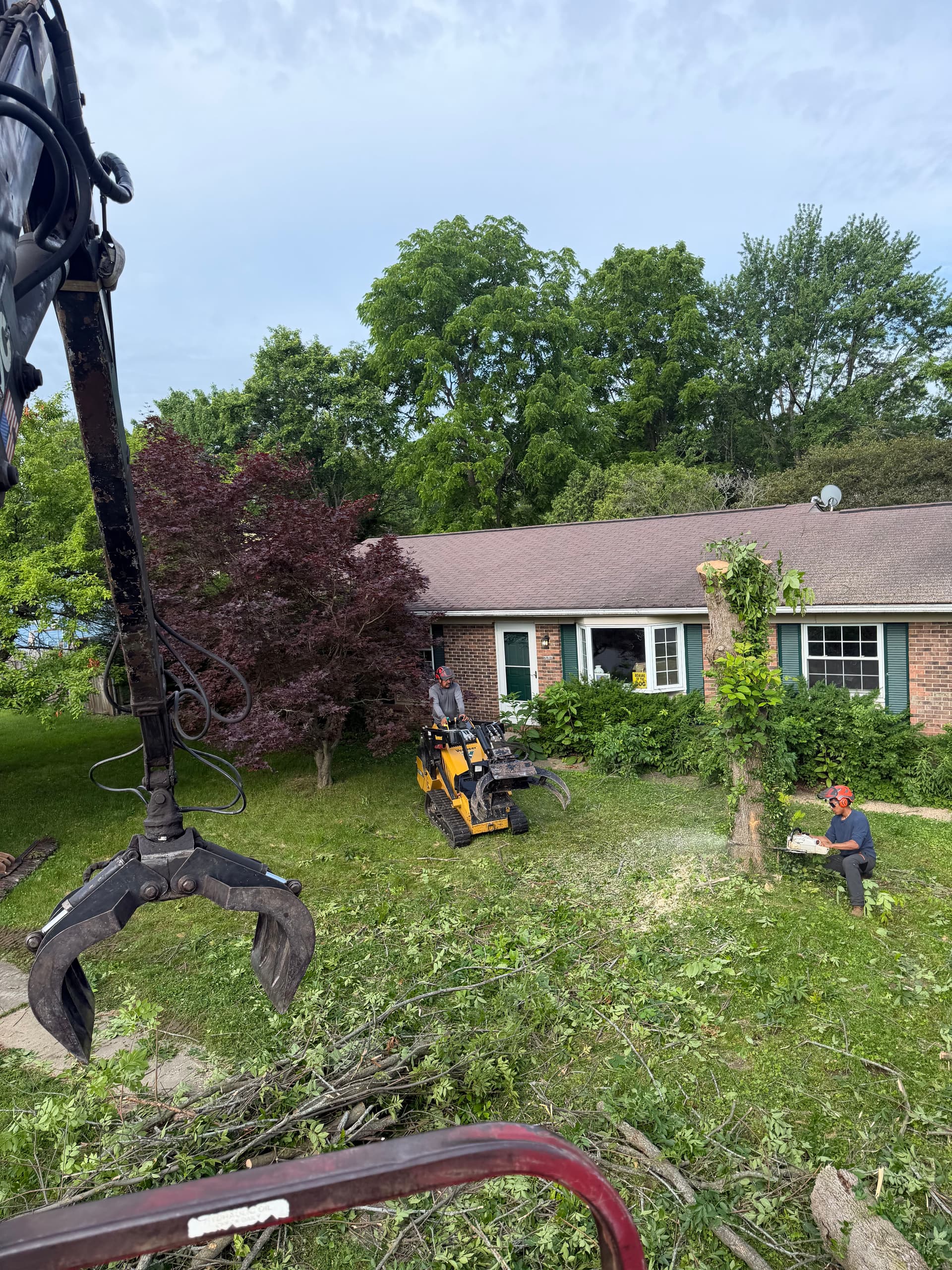 Dying Ash Tree Removal Done Right in Reynoldsburg
