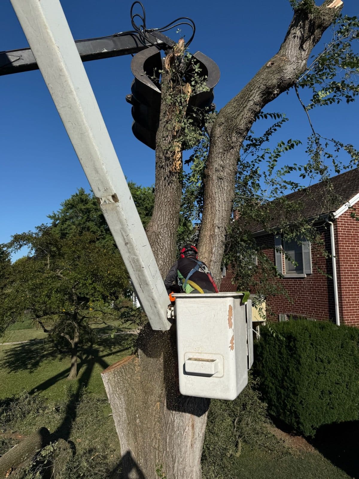 Project Efficient Tree Removal by El Tree Service image
