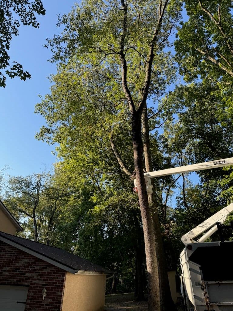 Project Expert Oak Tree Pruning for Safety and Health image