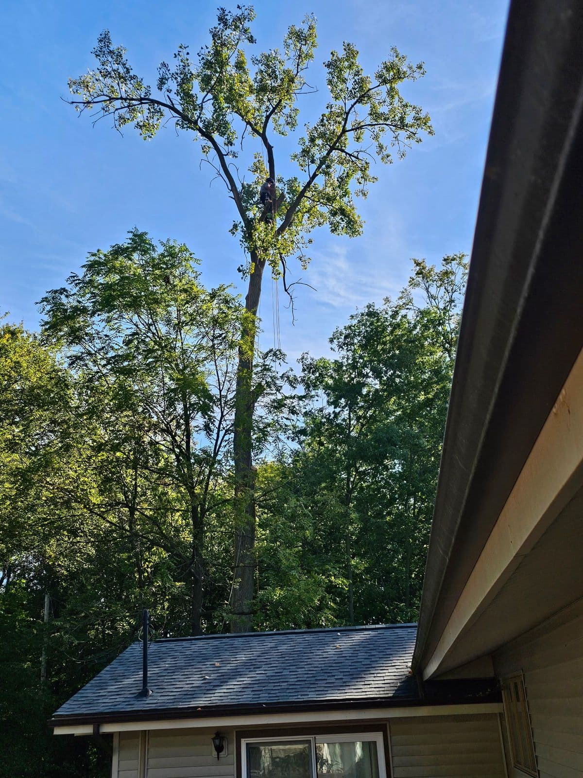 Mastering High Climbs for Tree Care image