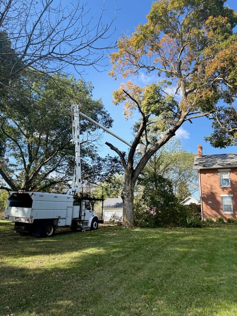 Project Mastering Tree Management with Expert Sugar Maple Pruning image