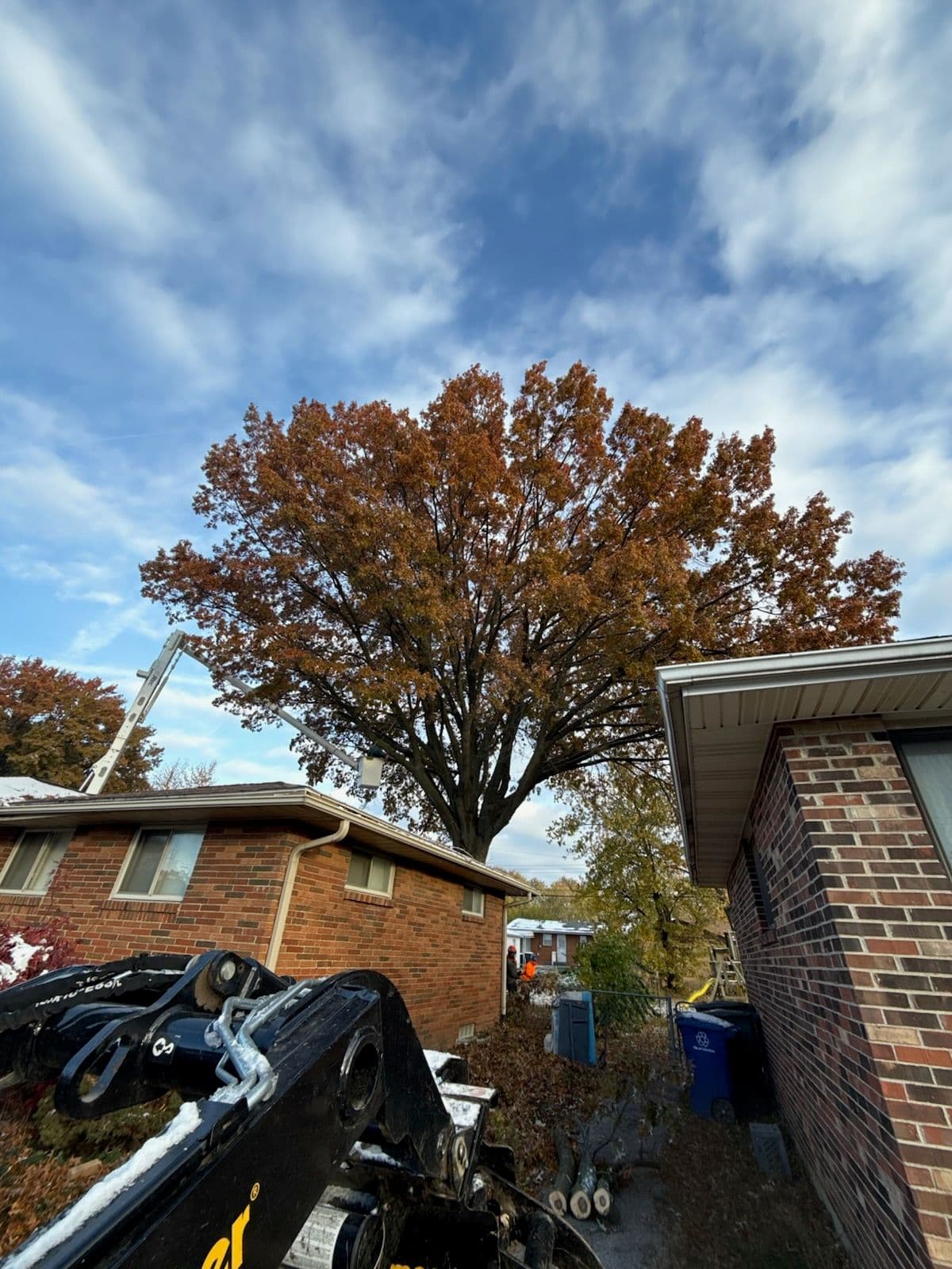 Project Massive Oak Tree Removal in the South End image