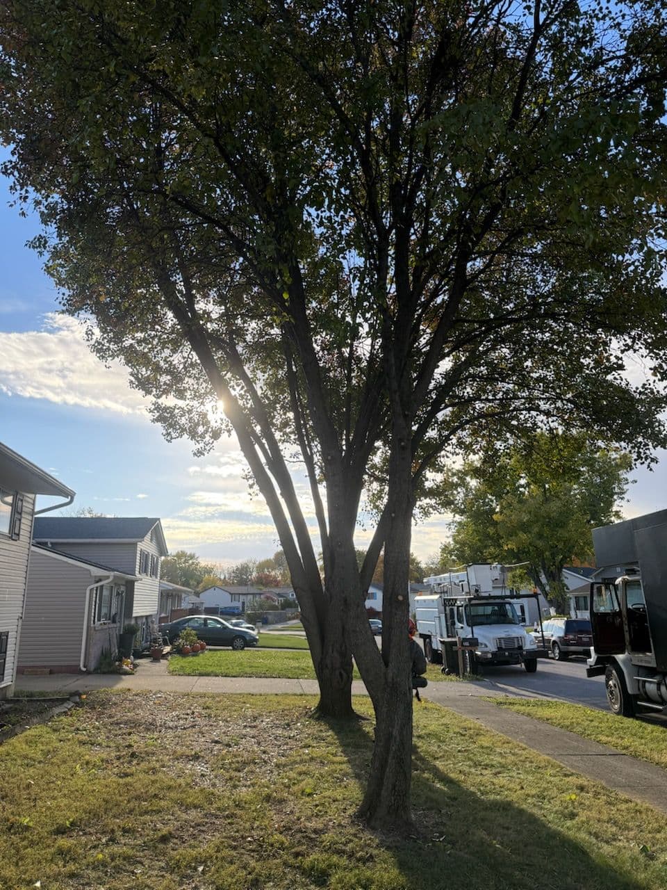 Project Tree Elevation in Whitehall Ohio image