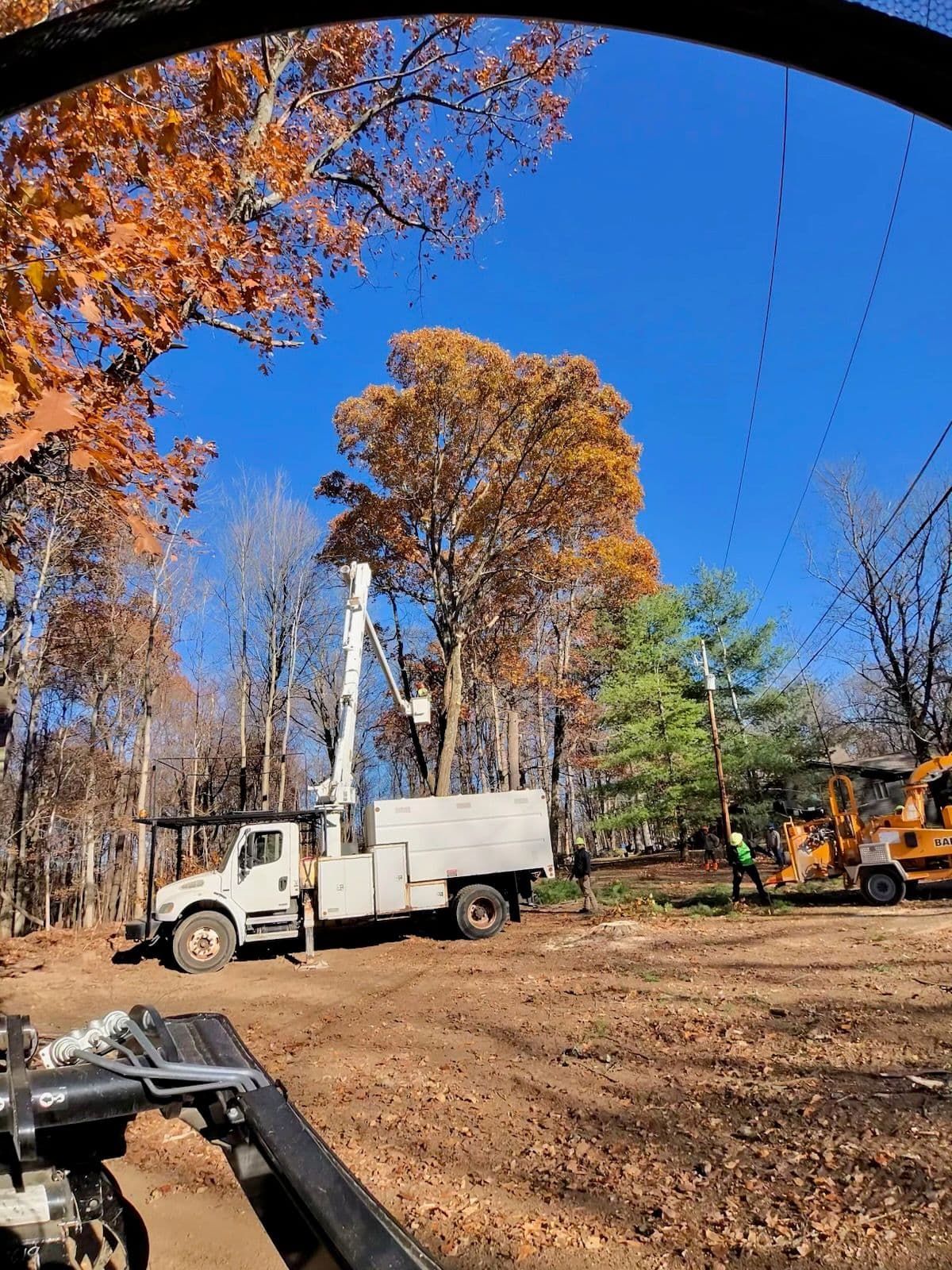 Autumn Tree Care by El Tree Service image
