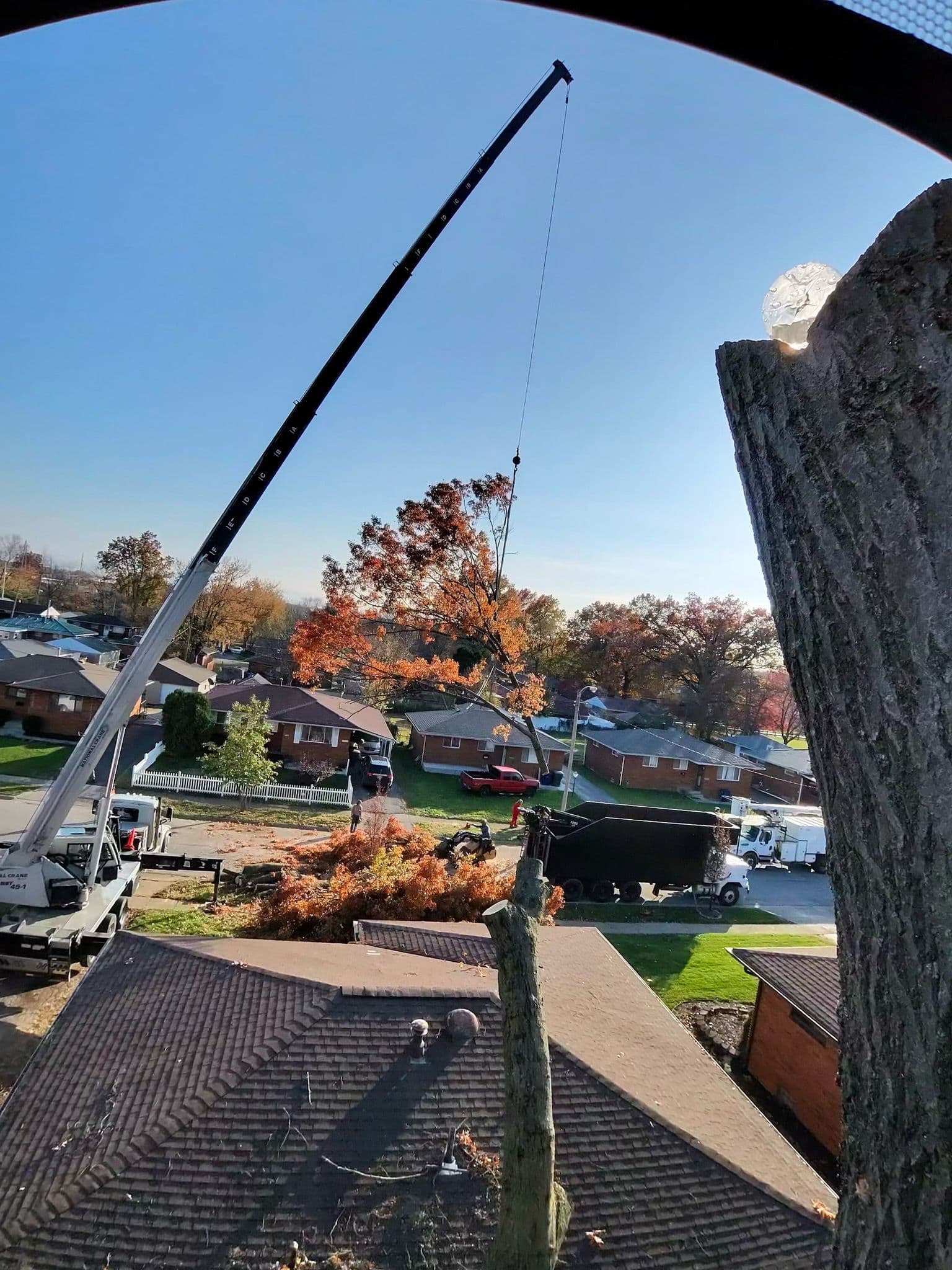 Project Safe and Efficient Tree Removal with Crane Expertise image