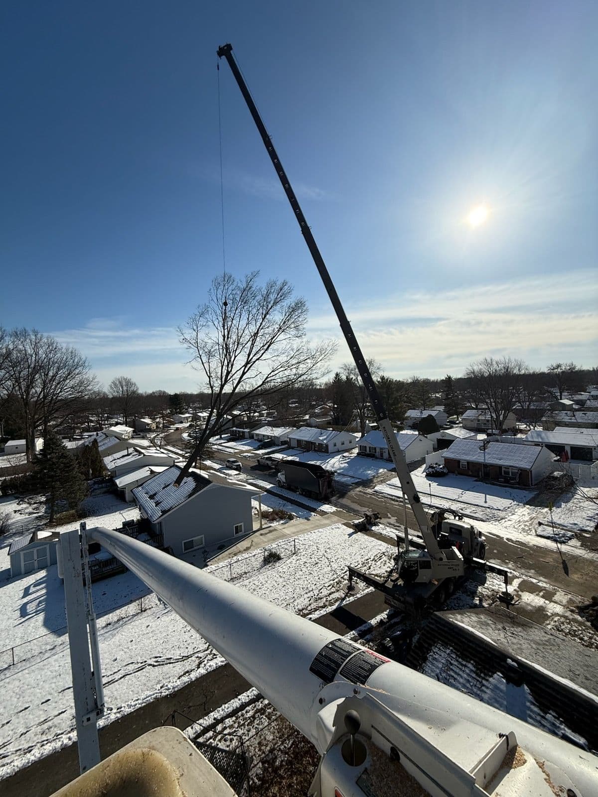 Safe and Efficient Oak Tree Removal image