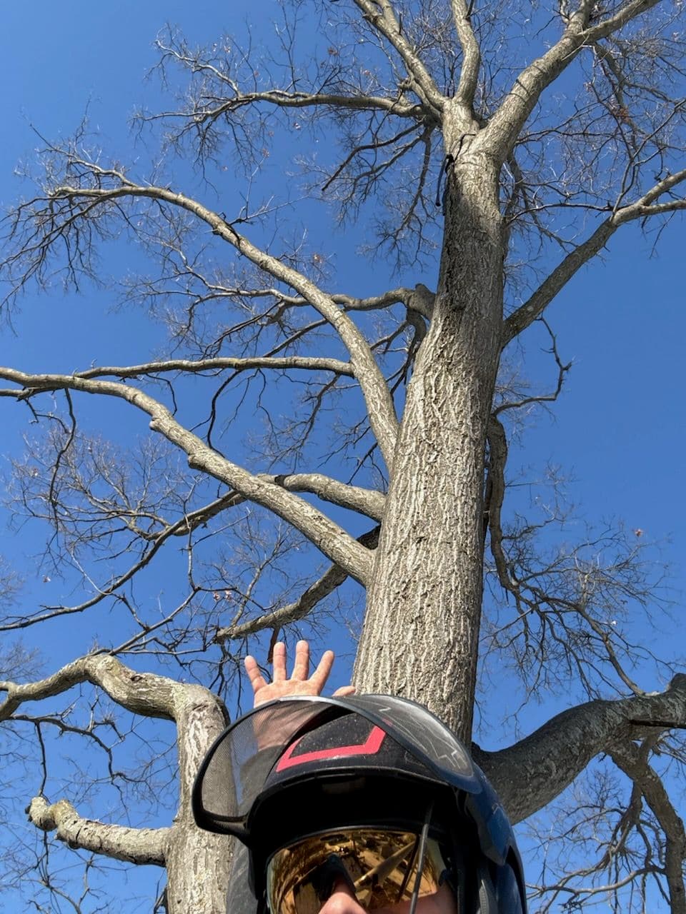 Magnificent Oak Tree Pruning by El Tree Service image