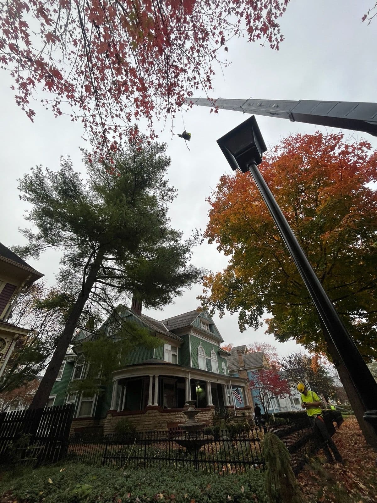 Big Pine Removal in Chillicothe Ohio image