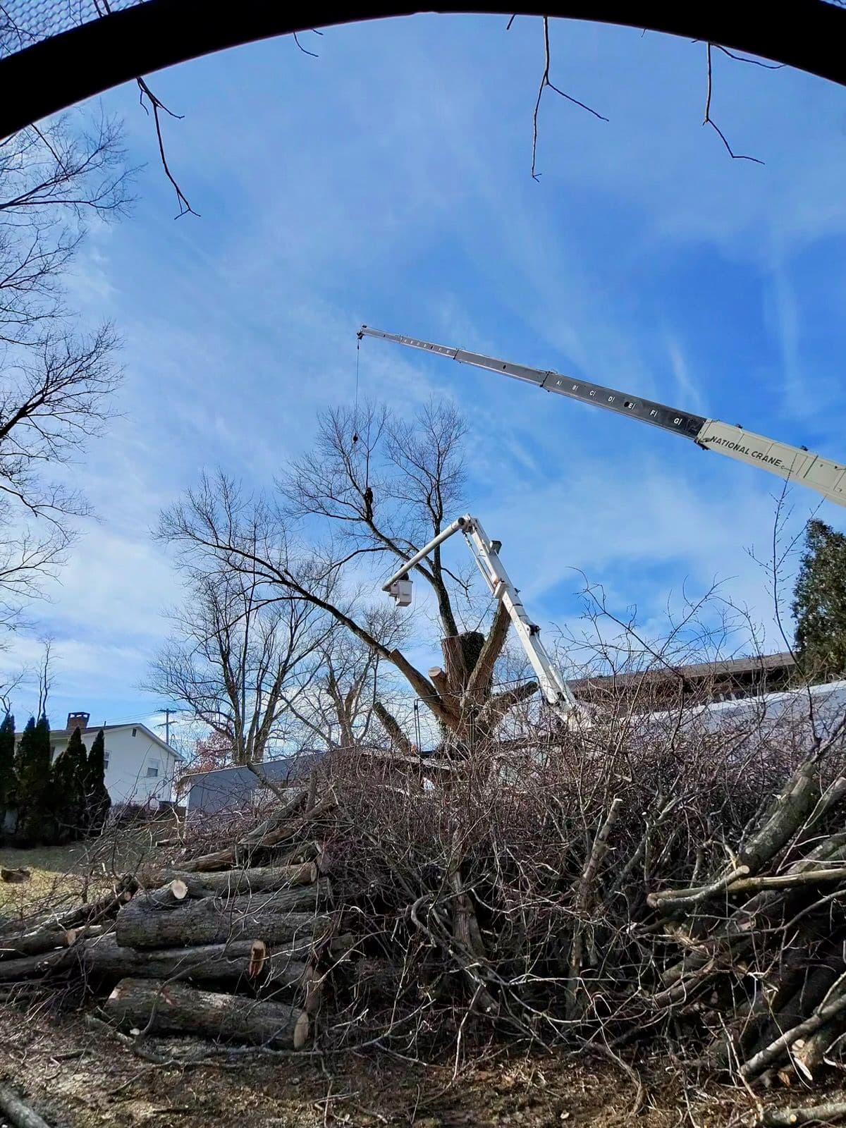 Project Expert Tree Removal in Westerville image