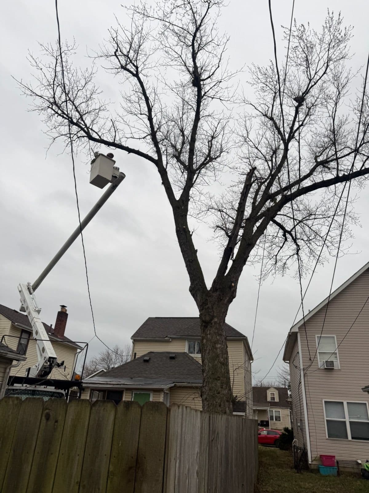 Project Ensuring Winter Safety with Expert Tree Pruning image