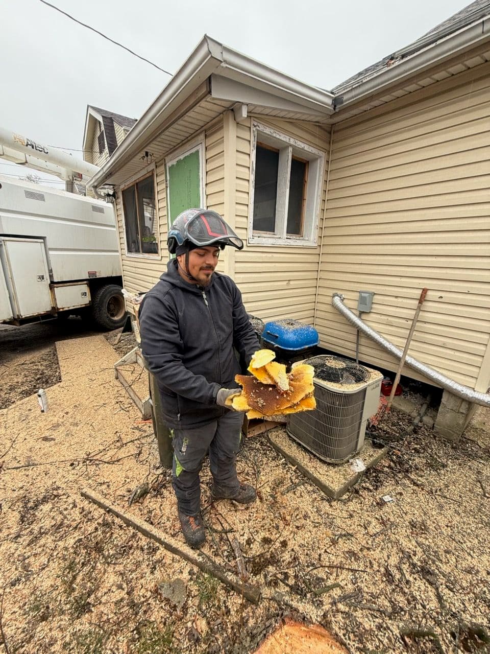 Project Bee Relocation from Maple Tree image