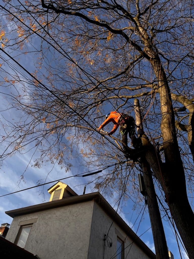 Professional Tree Trimming Near Power Lines image