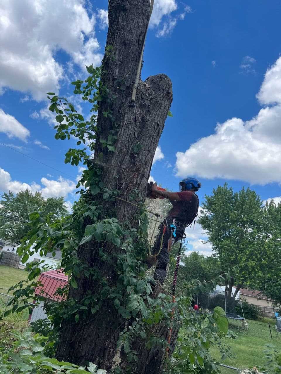 Maple Tree Removal with Safety and Precision image
