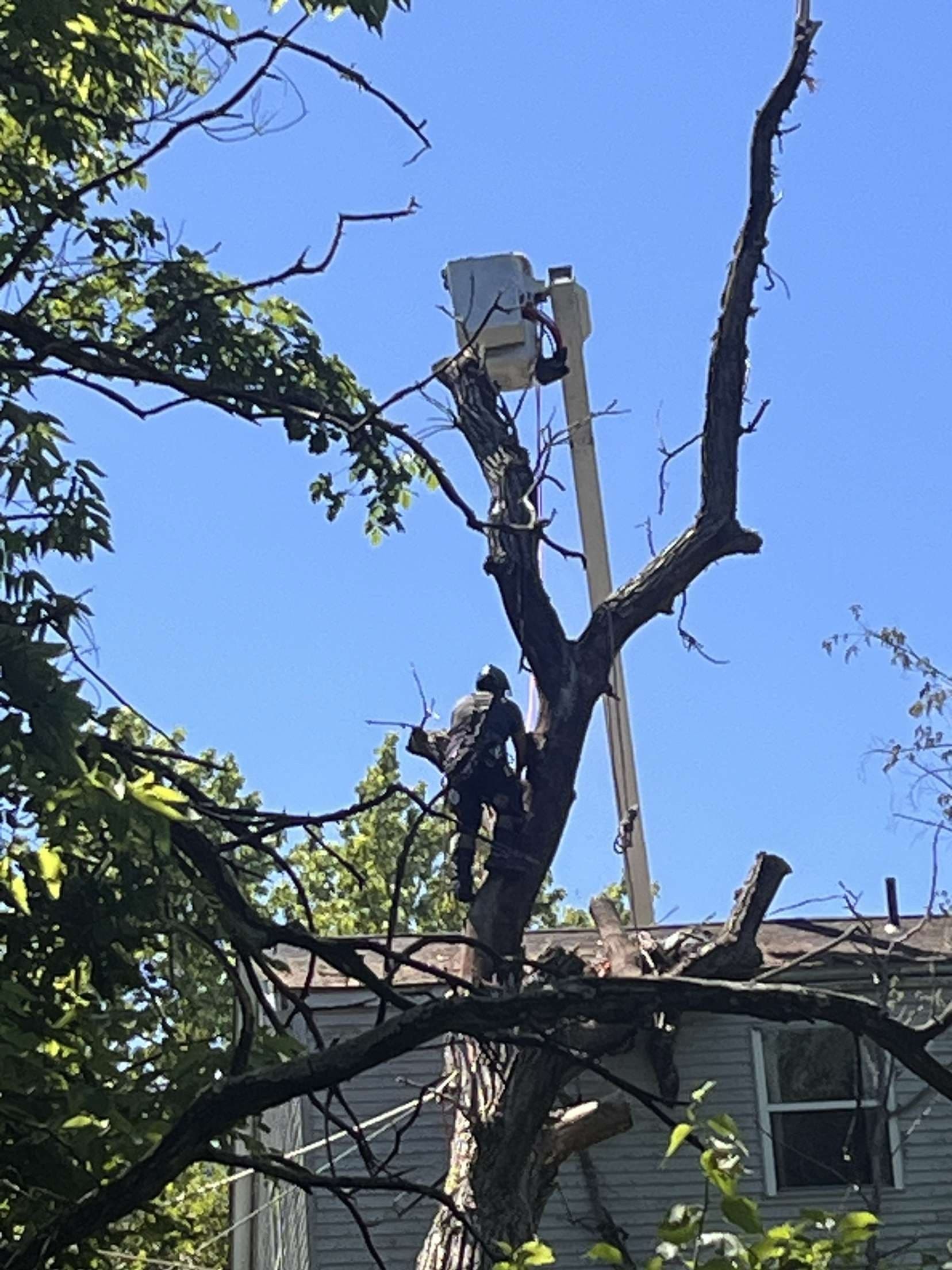 Emergency Tree Removal image