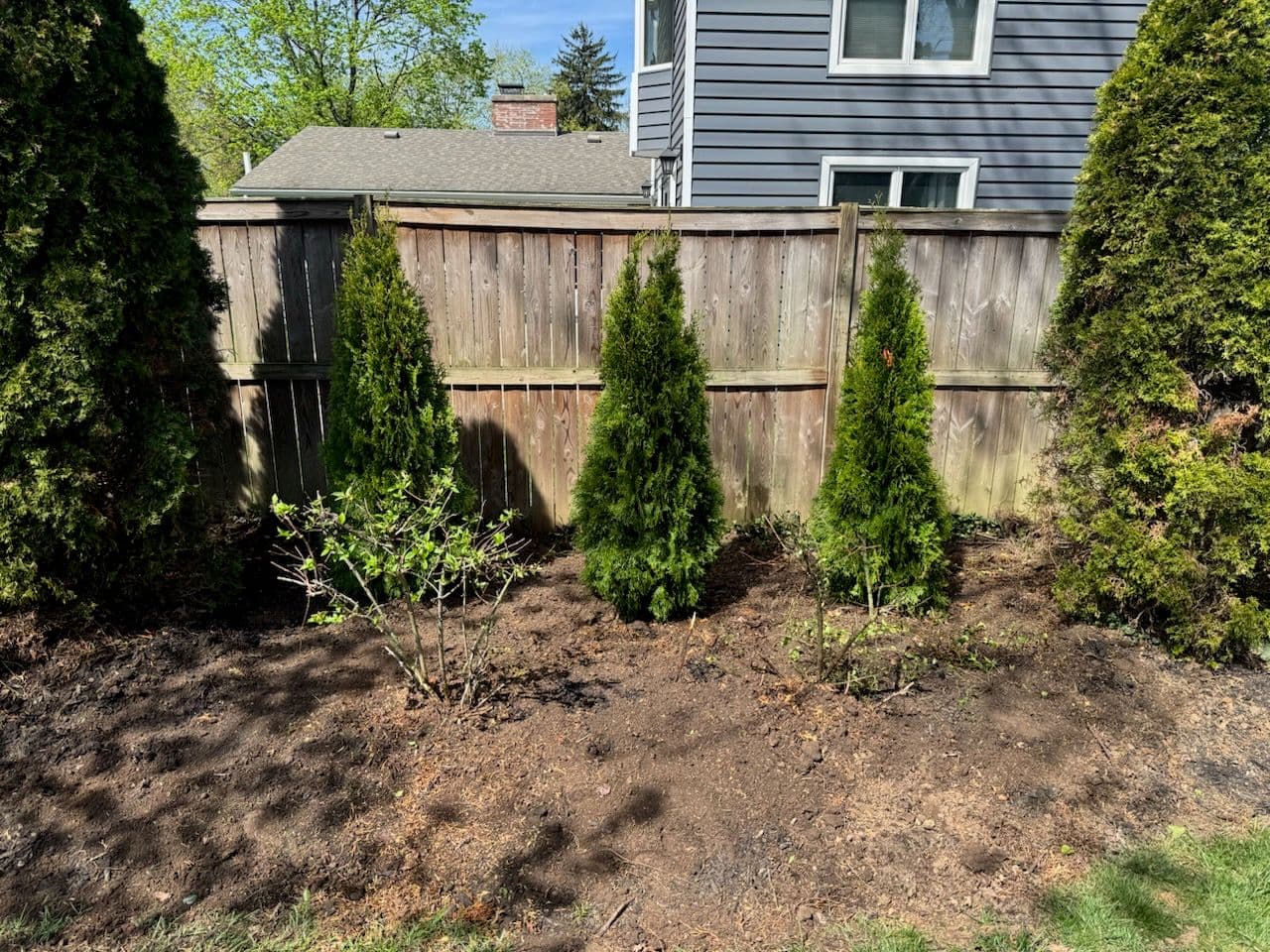 Enhance Your Yard with Arborvitae Planting image
