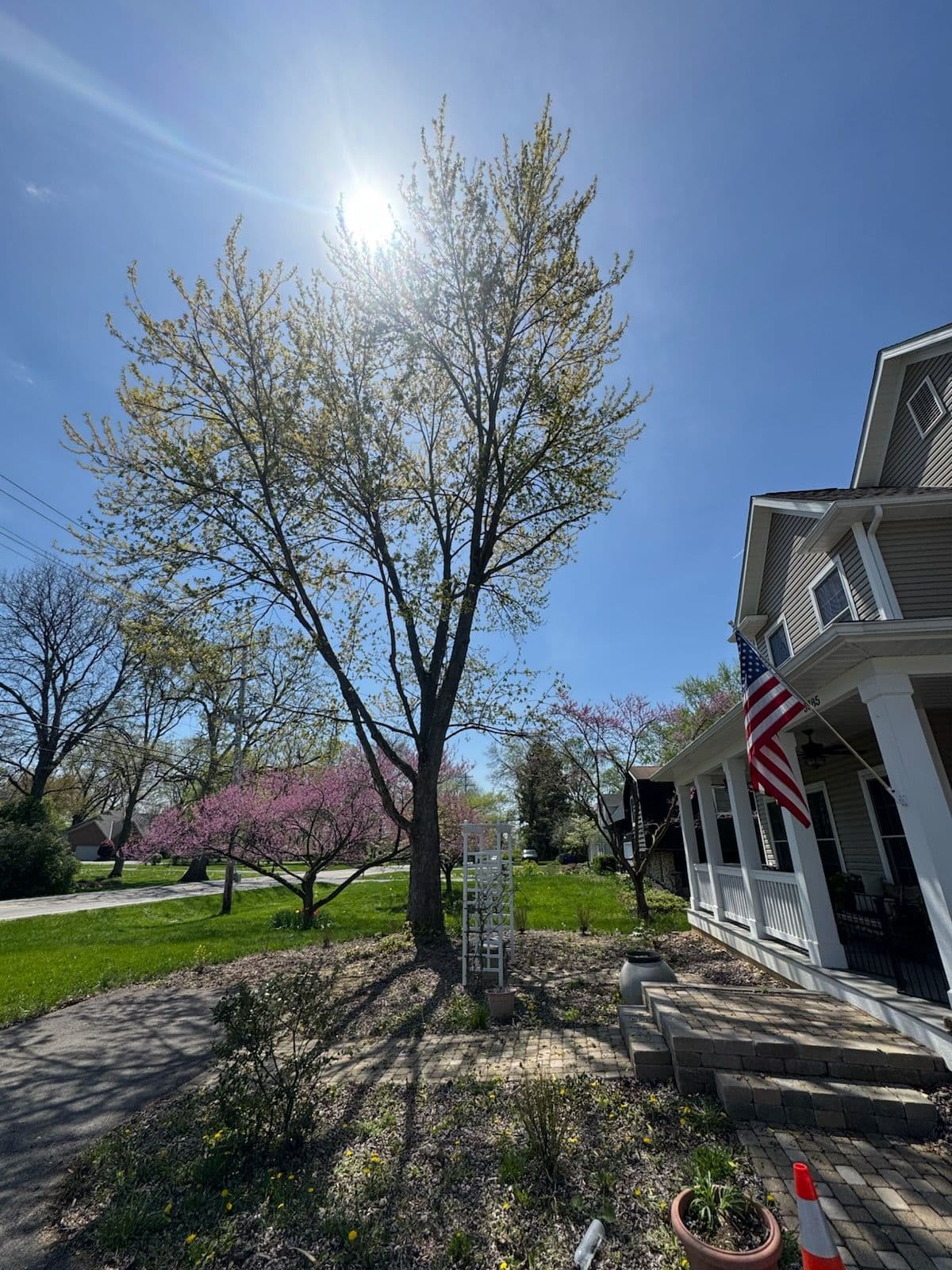 Expert Maple Tree Trimming by El Tree Service image