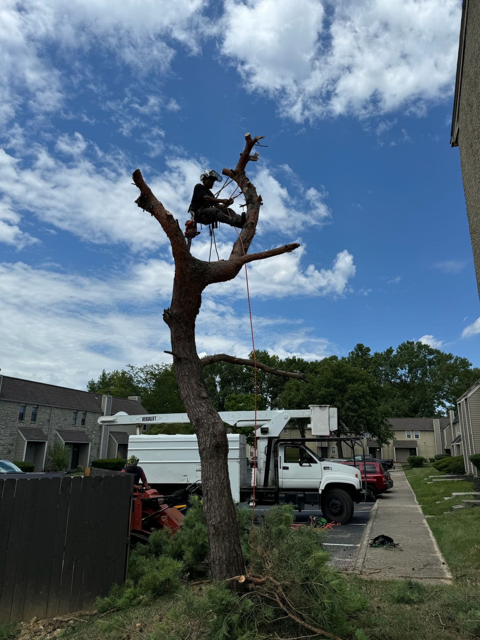 Training Day for Our Aspiring Arborist image