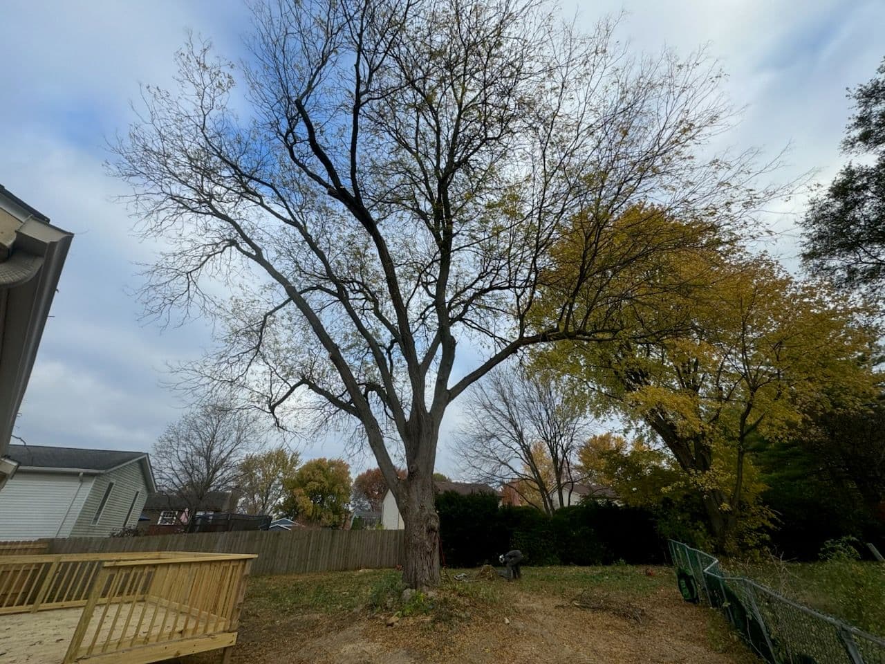 Revitalizing Backyard Trees for Fall Health image