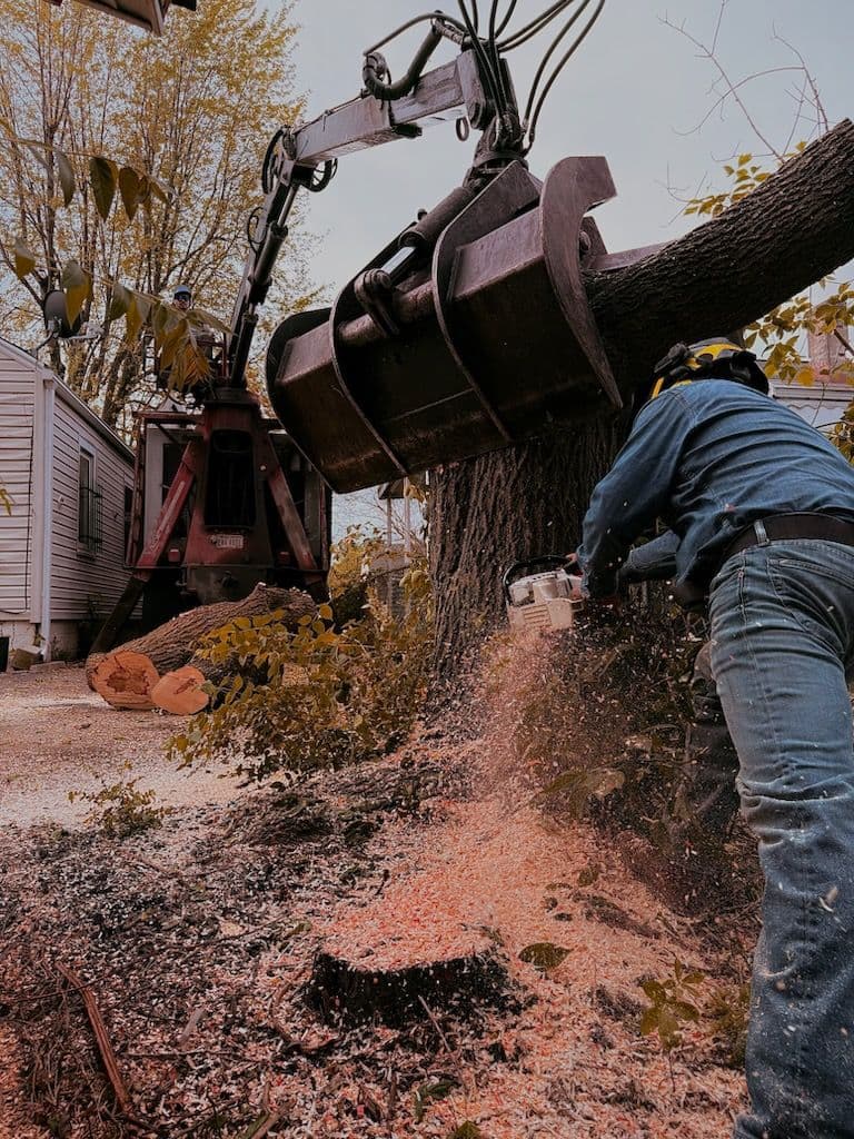 Precision Tree Removal for Safer Spaces image