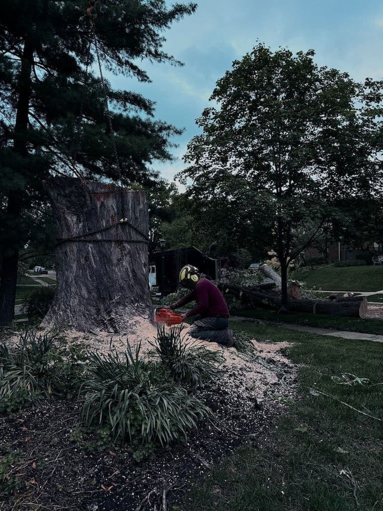 Expert Tree Removal with Safety First Approach image