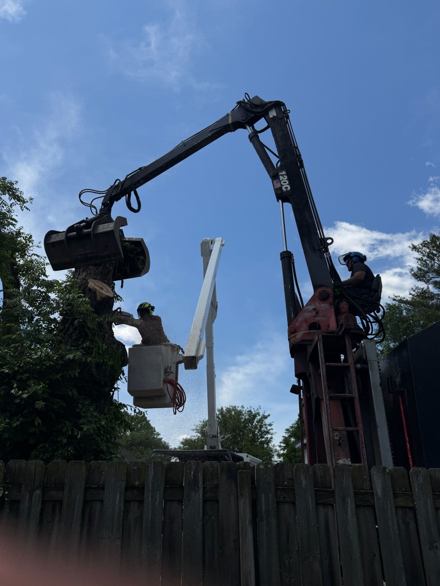 Precision Sugar Maple Removal in Action image