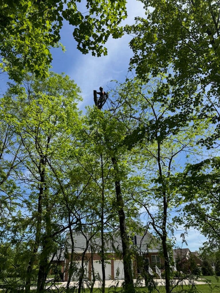 Conquering Challenging Locust Trees in Style image