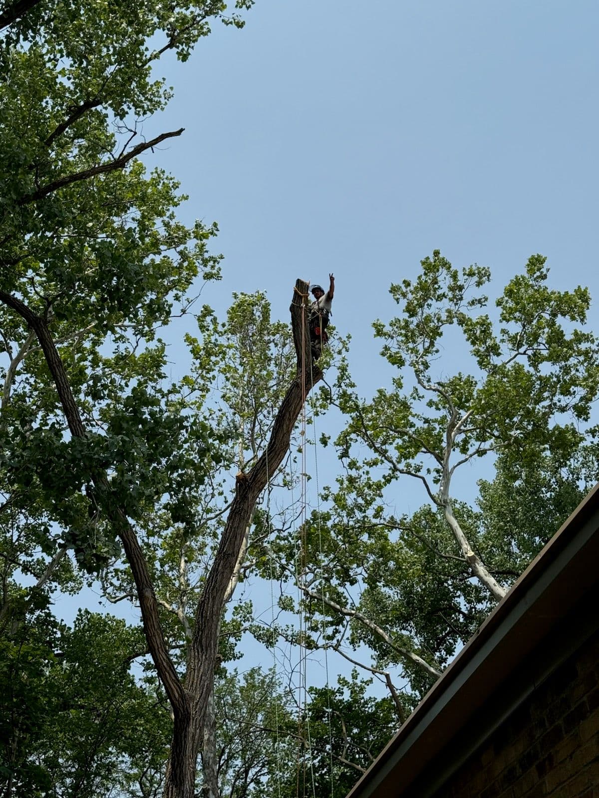 Masterful Tree Climbing by El Tree Service Crew image