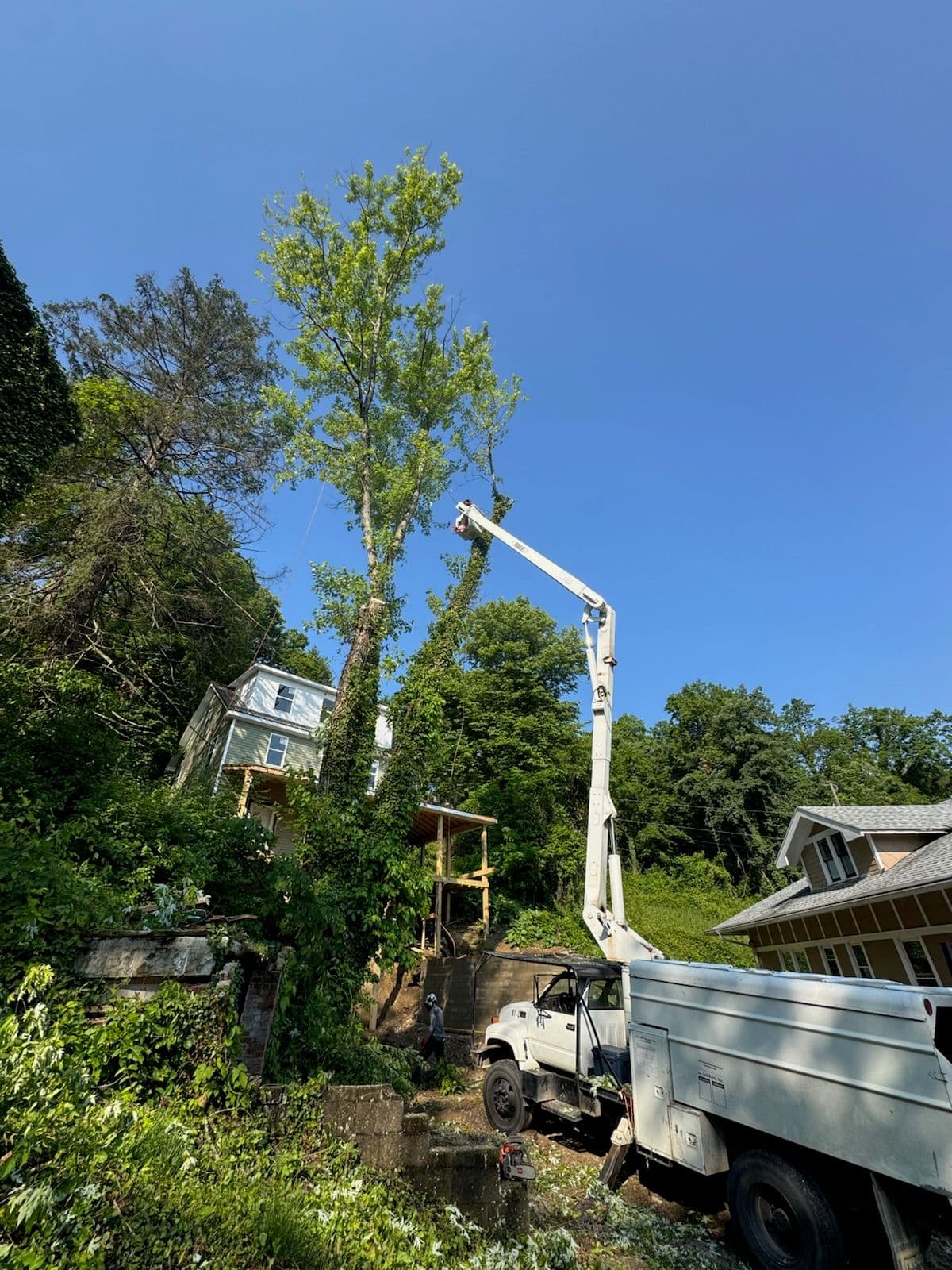 Efficient Hazardous Tree Removal in Residential Area image