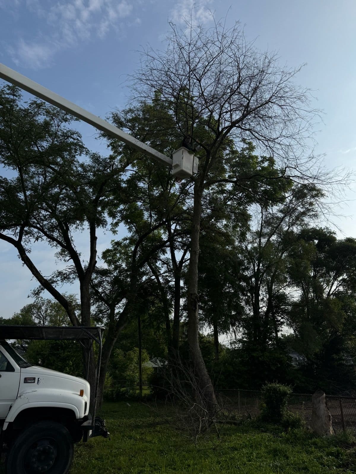 Professional Cherry Tree Removal for Landscape Safety image