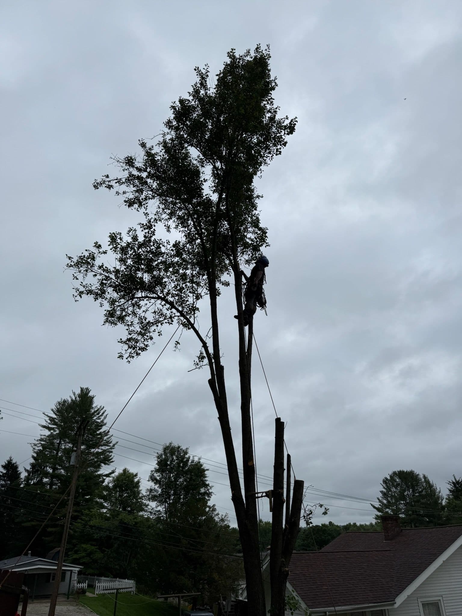 Professional Tree Removal in Hocking Hills Area