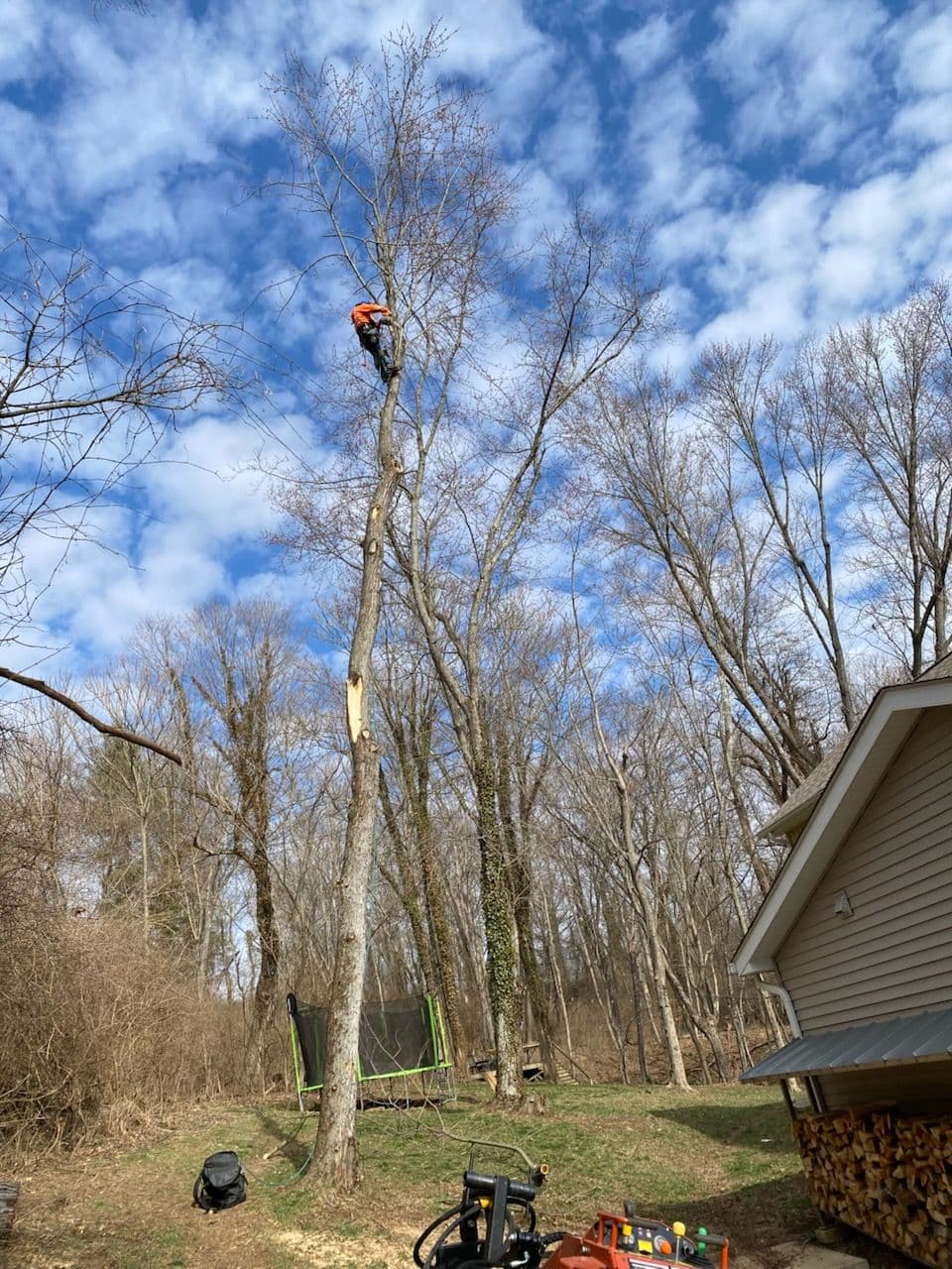 Project Expert Maple Tree Removal by Skilled Climbers image