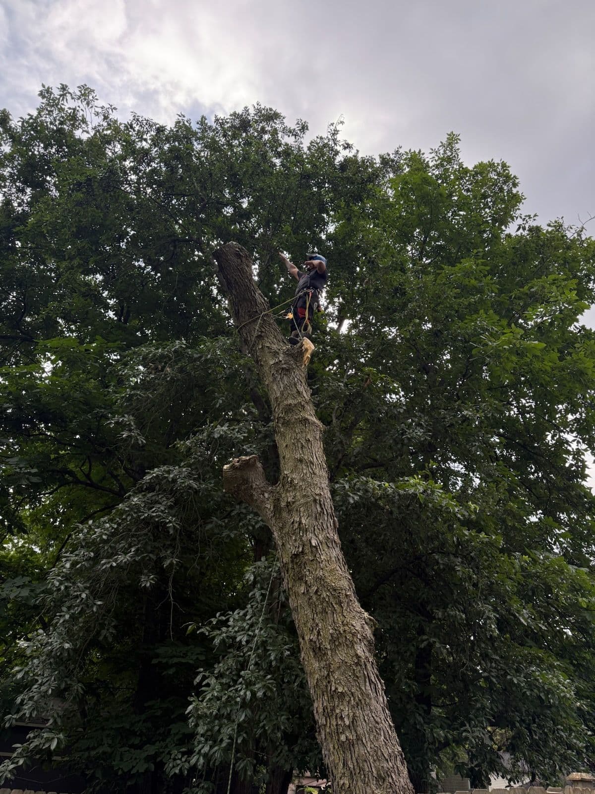 Project Safe and Efficient Hackberry Tree Removal image