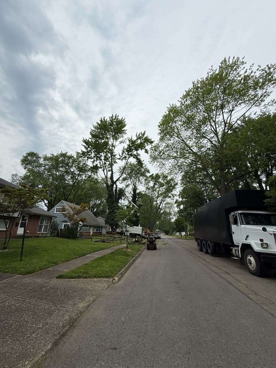 Maple Tree Removal Enhances Safety and Beauty in Whitehall image