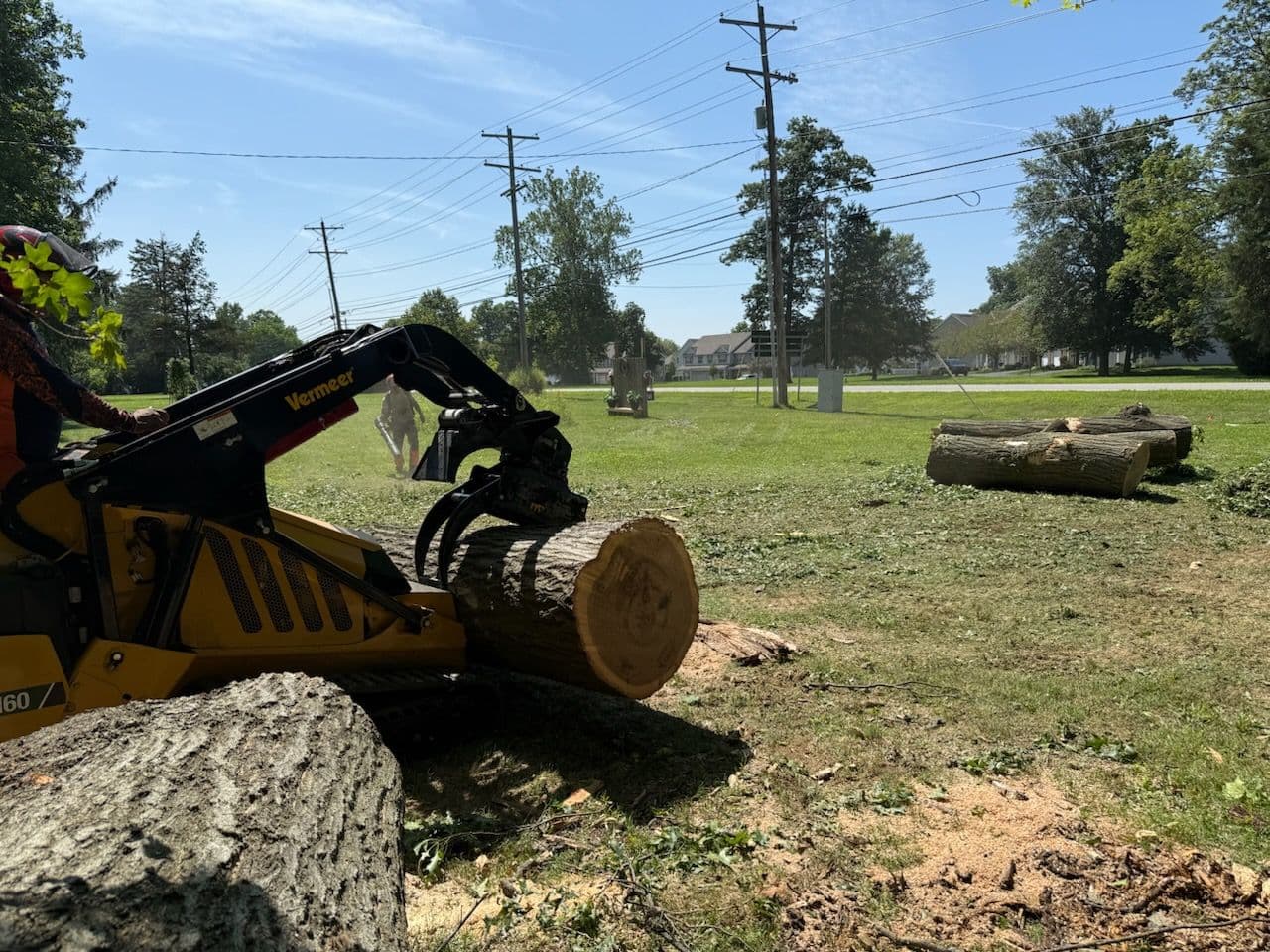 Efficient Oak Tree Removal in Gahanna image