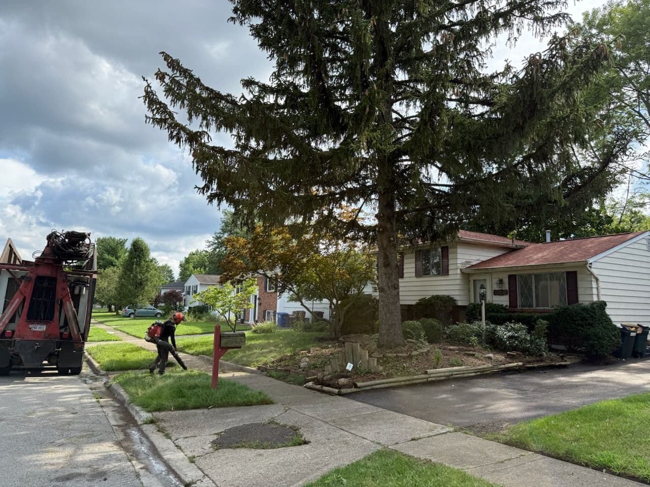 Expert Tree Care and Pruning for a Vibrant Yard image