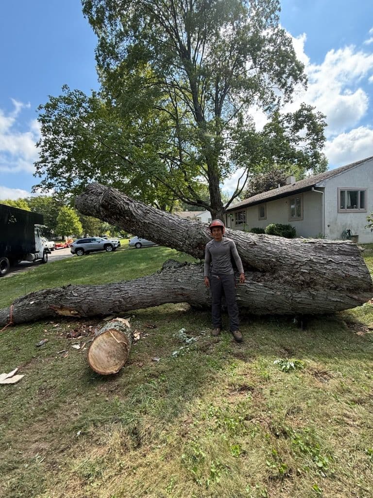 Safe and Efficient Maple Tree Removal image