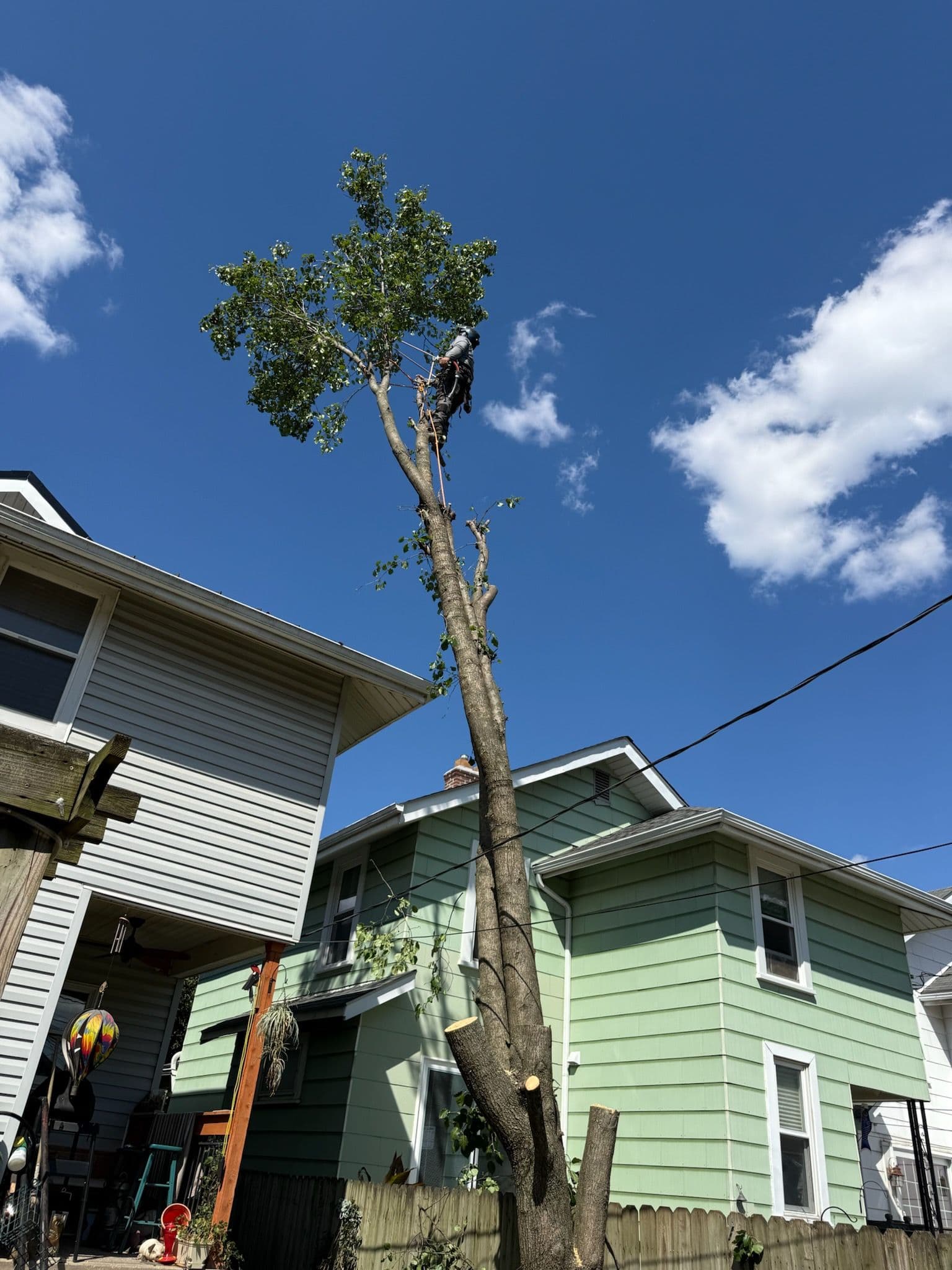 Gallery photos for Expert Tree Removal in Tight Spaces: Image #1