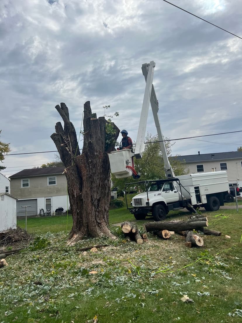 Innovation in Tree Surgery Award's image