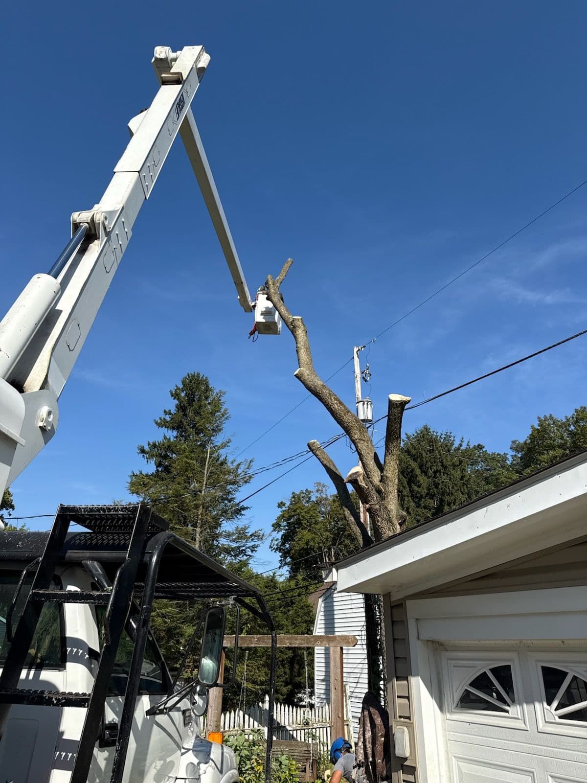 Safe and Efficient Tree Removal Near Power Lines image