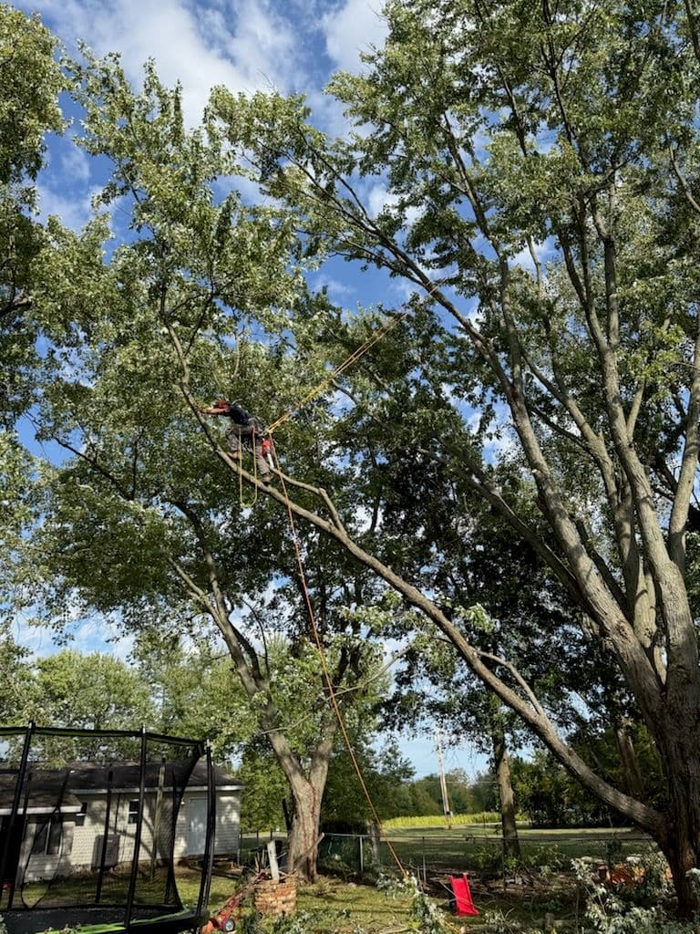 Safety-First Tree Pruning Service image