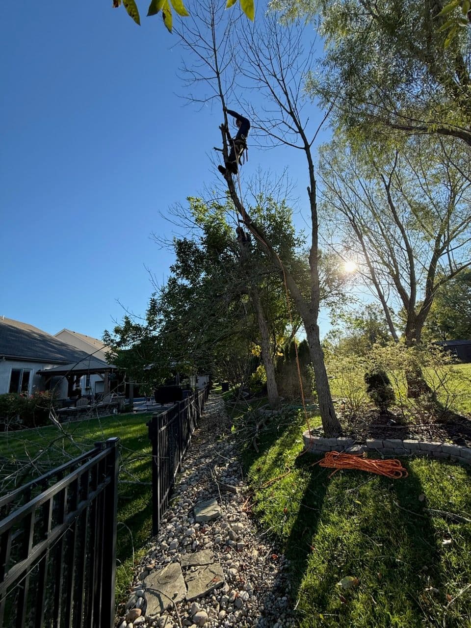 Removing an Ash Tree in Hilliard Ohio image