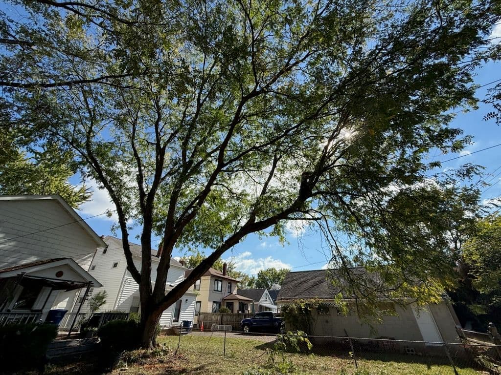 Amazing Tree Transformation for More Sunlight at Home image