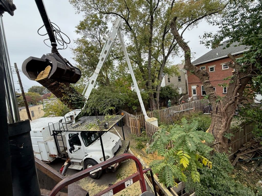 Efficient Tree Removal by El Tree Service LLC image
